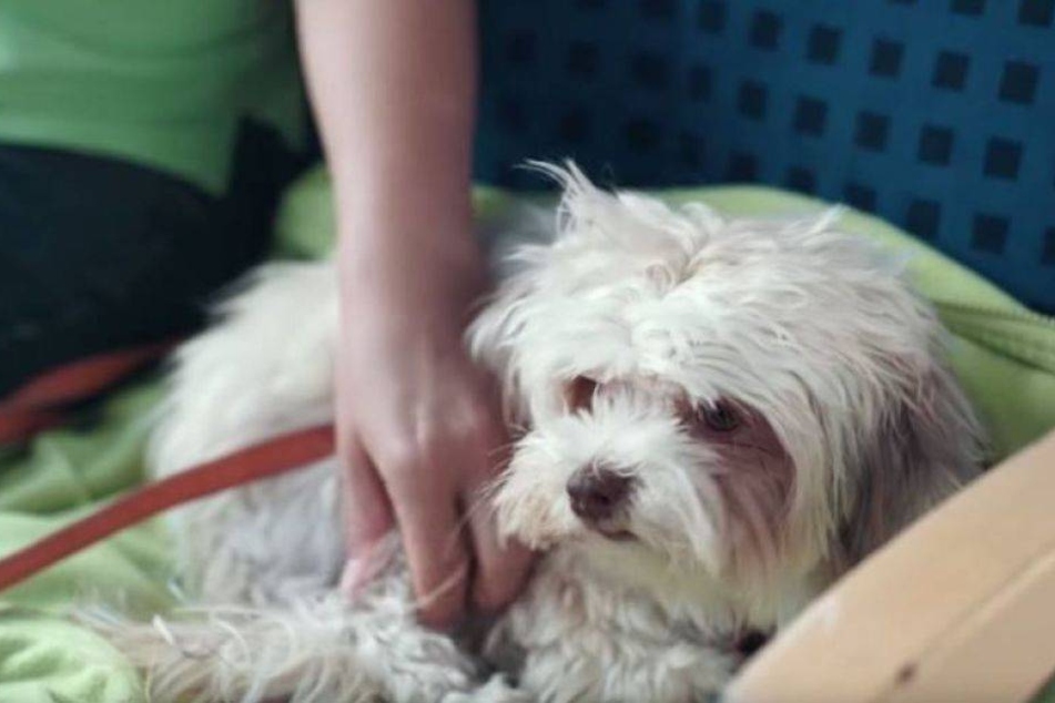 Hier heilt ein Hund Menschen und fährt Bahn! TAG24