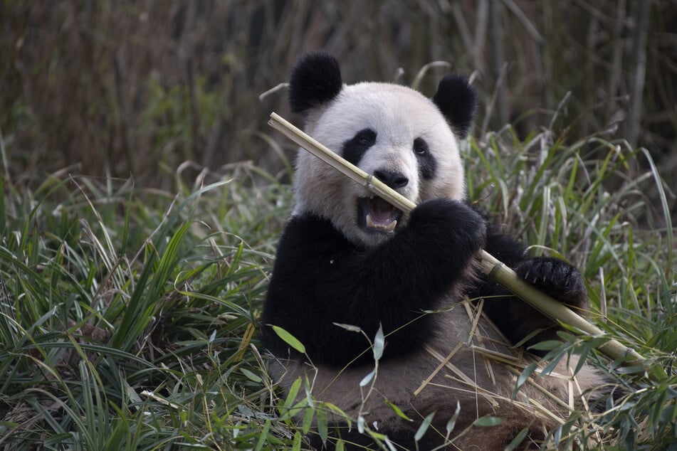 Die Panda-Dame aus dem Zoo Berlin sollte Ende August ihren Nachwuchs zur Welt bringen.