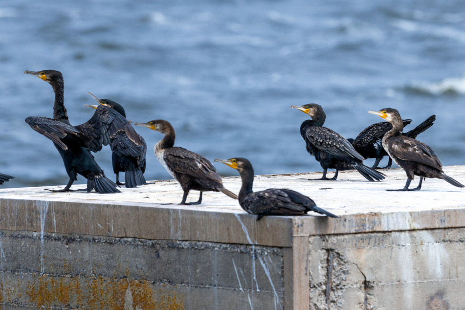 Störender Vogel: Gemeinsamer Kampf gegen Kormorane am Bodensee?