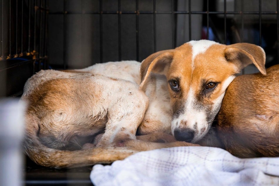 Dog saved from Cambodian slaughterhouse now has a loving family