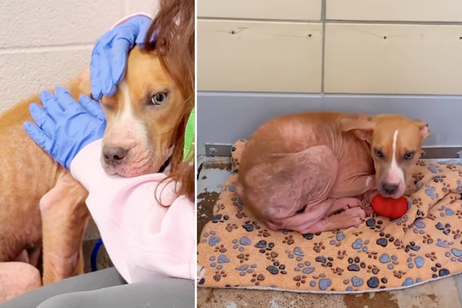 Helferin Bri wusste, dass Olive schleunigst vermittelt werden musste, da ihr die Einschläferung drohte.