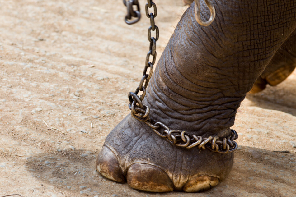 "World Animal Protection": "Die Methoden, mit denen Tiere aus ihren natürlichen Lebensräumen gerissen werden, sind für sie äußerst belastend und können zu Verletzungen und sogar zum Tod führen."