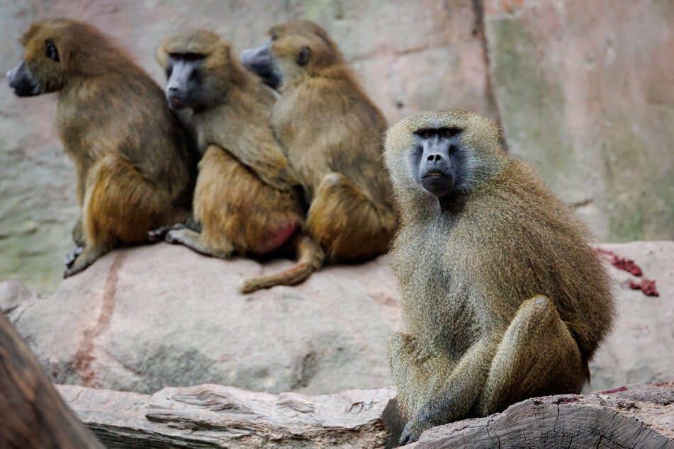Le groupe de babouins à Nuremberg doit être réduit. Les animaux trouveront-ils un nouveau foyer ?