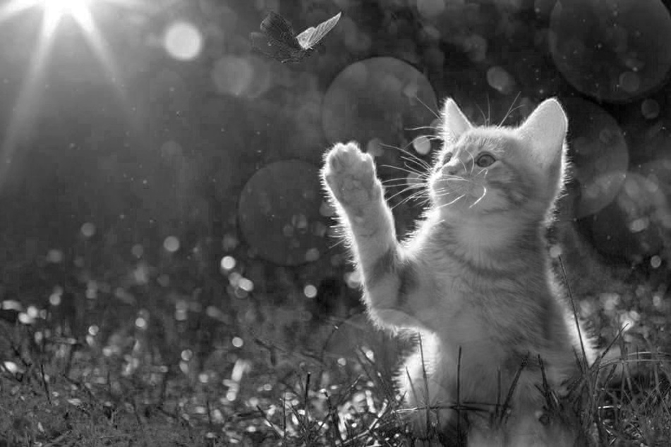 Die Polizei versucht herauszufinden, wem die tote Katze gehörte und wer sie samt den Karton in das Gebüsch legte. (Symbolfoto)