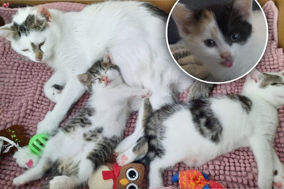 Selbst noch blutjung: Katzenmama zieht zwei Kitten groß und adoptiert sogar ein Drittes