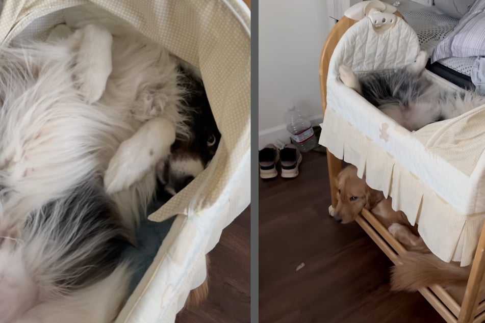 Die Assistenzhunde "Echo" und "Everest" haben sich ins Schlafzimmer geschlichen und es sich in der Wiege des Babys gemütlich gemacht.