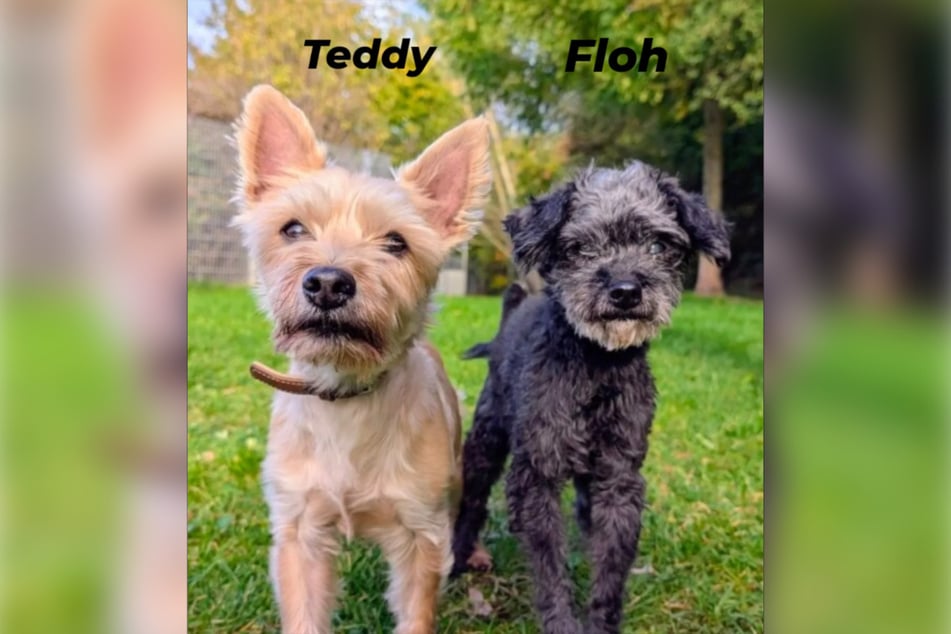 Teddy und Floh sind noch fit und sehr menschenbezogen. Sie wollen gern zusammen aus dem Tierheim ausziehen.