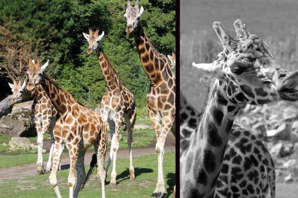 Nächstes Todes-Drama im Zoo Leipzig: Giraffe Max ist tot