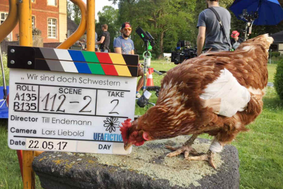 Das Huhn Sieglinde bei Dreharbeiten zu einem Film (Foto vom 22.05.2017).
