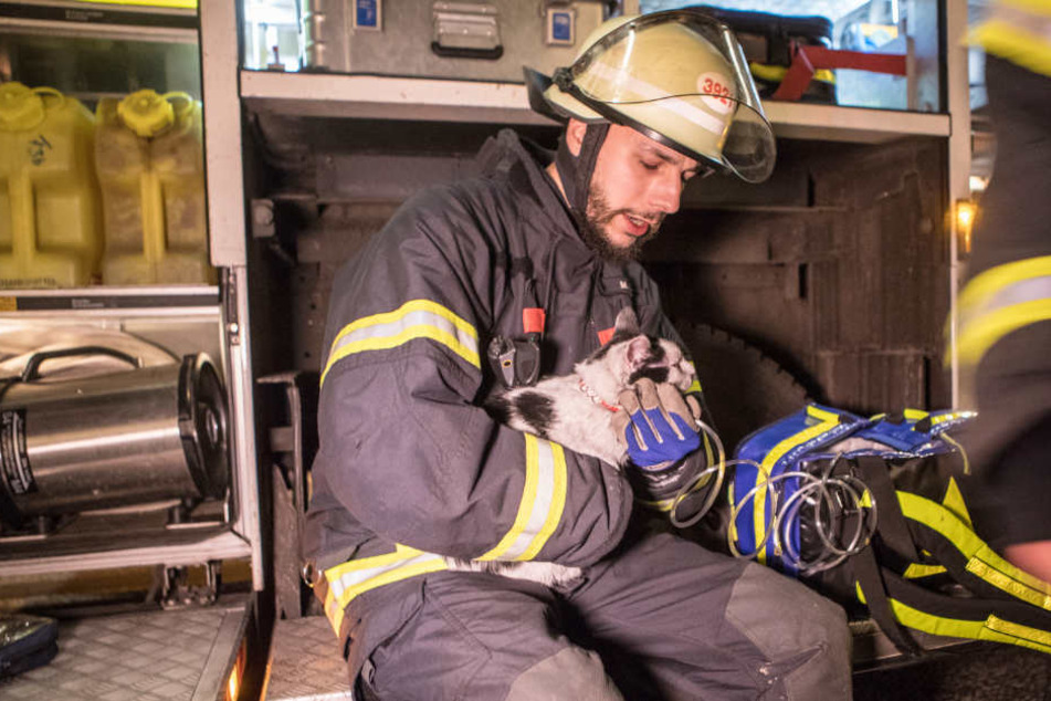 Ein Feuerwehrmann kümmerte sich nach der Rettung um die entkräftete Katze.