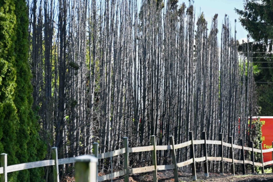 Feueralarm in Mittelsachsen: Hecke steht in Vollbrand