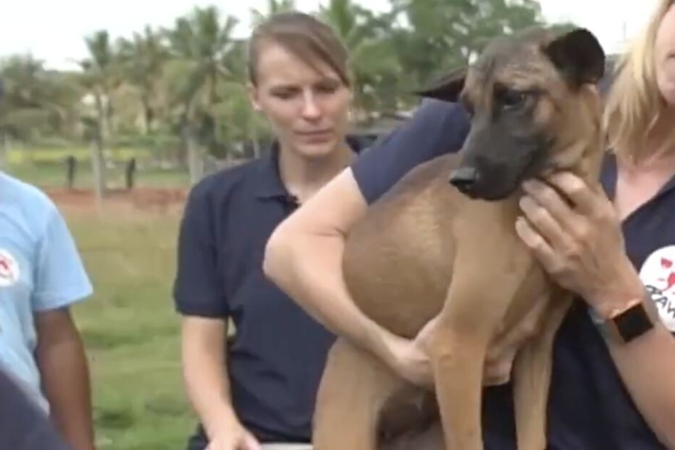 Mann tötete Tausende Hunde! So clever wurde er jetzt gestoppt