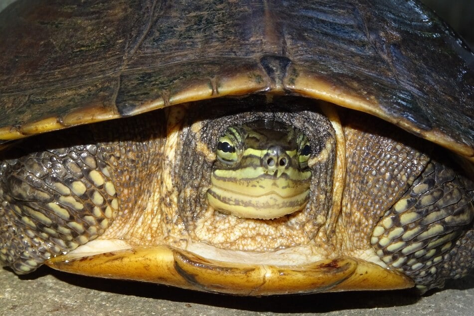 Annam-Bachschildkröte gilt als die seltenste Schildkrötenart Vietnams.