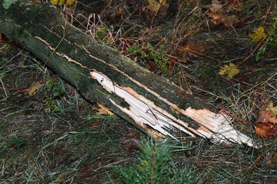 Der Baum gegen den der Wagen schepperte, wurde durch die Wucht des Aufpralls gekappt.