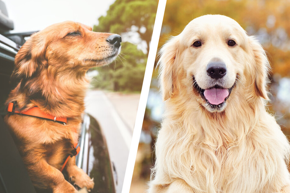 Auch so unterschiedliche Hunde wie der Dackel (links) und der Golden Retriever können Nachwuchs zeugen. Intim dürften sie dafür in aller Regel jedoch nicht werden...