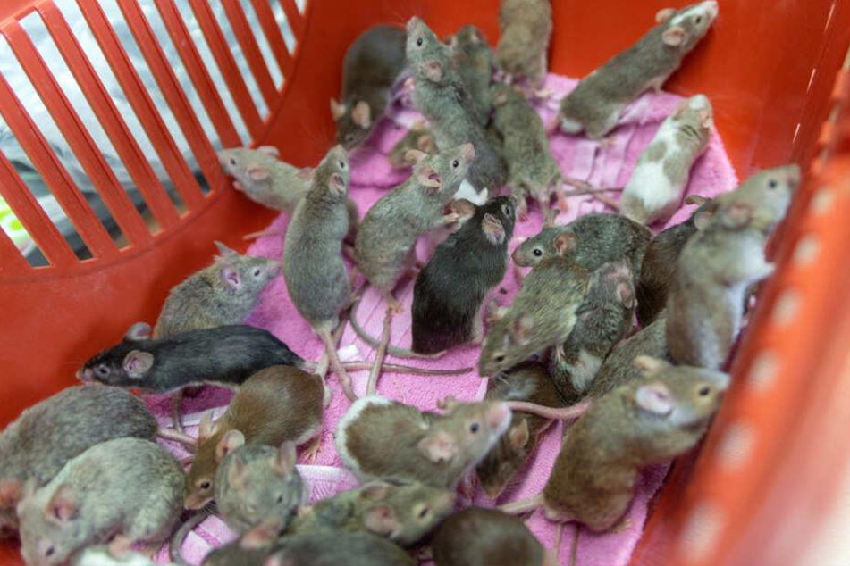 Etwa 30 Mäuse tummeln sich in einem roten Korb. Die Tiere waren Anfang der Woche in einer Wohnung in Essen gefunden worden.