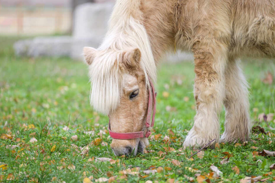 Das Pony wurde bei dem Unfall so schwer verletzt, dass es noch vor Ort verstarb. (Symbolbild)