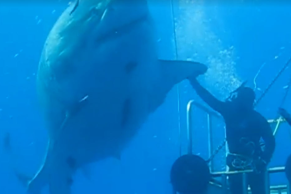 Ist das der größte je gefilmte Weiße Hai?