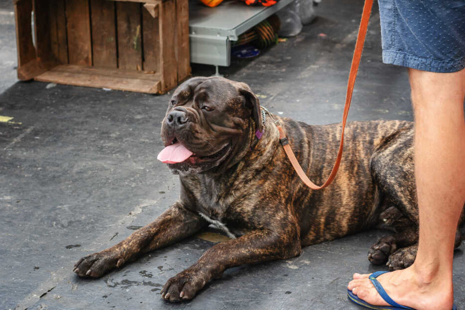 Ein männlicher Bullmastiff wiegt bis zu 60 Kilogramm. (Symbolbild)