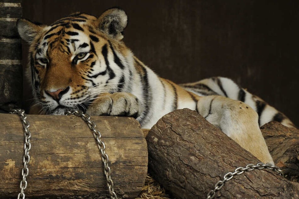 Tigerin Hanya (15) musste aufgrund einer Krankheit eingeschläfert werden (Archivbild).