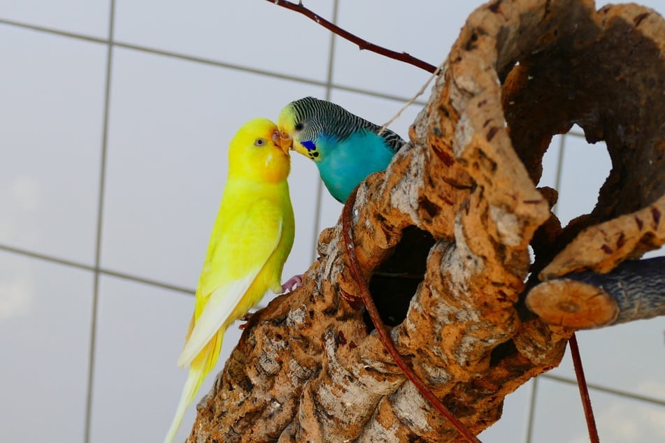 Picksi und Coco haben sich im Tierheim gefunden. Darf das Paar nun in ein neues Zuhause ziehen?