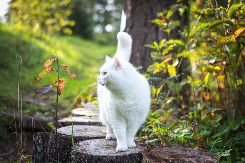 White cats often go deaf due to a genetic trait.