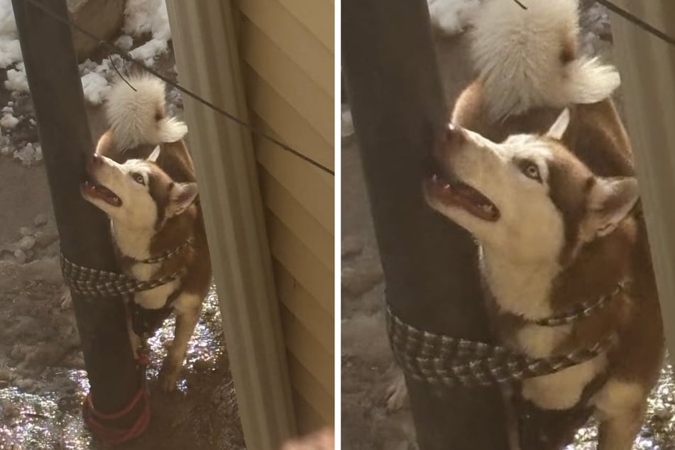 So wurde Husky "Justice" aufgefunden: Jemand hatte sie eng an einen Pfahl gefesselt.