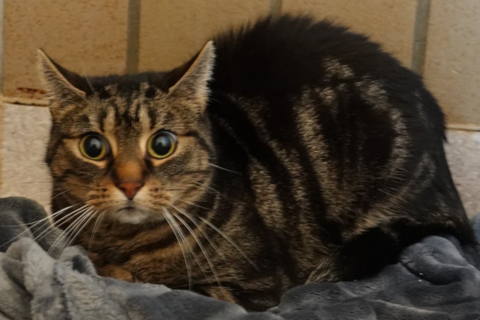 Wer möchte ihr ein Happy End schenken?