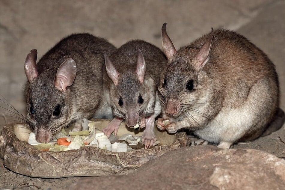 Die kleine Familie auf einen Blick: Vater "Ako", Kind "Noely" und Mutter "MJ".