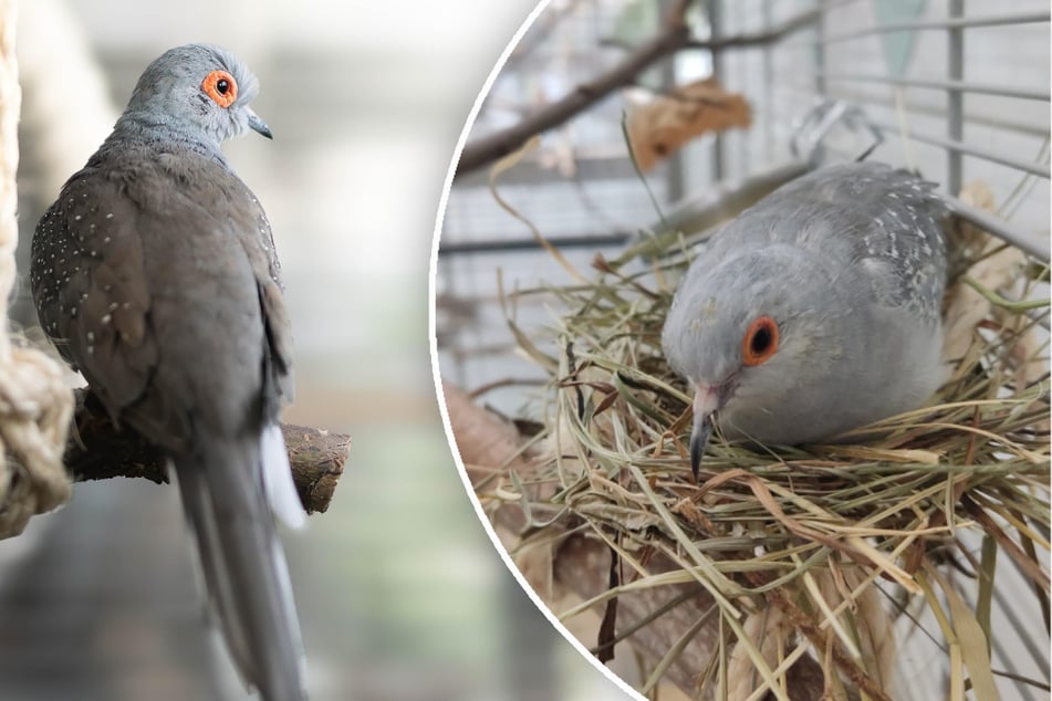 Diamanttauben-Männchen Hippo (l.) und Yuki hoffen auf ein neues Zuhause.
