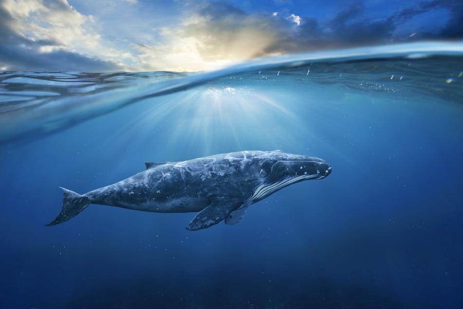 The Blue Whale is the biggest beast to have ever lived - and it exists now!
