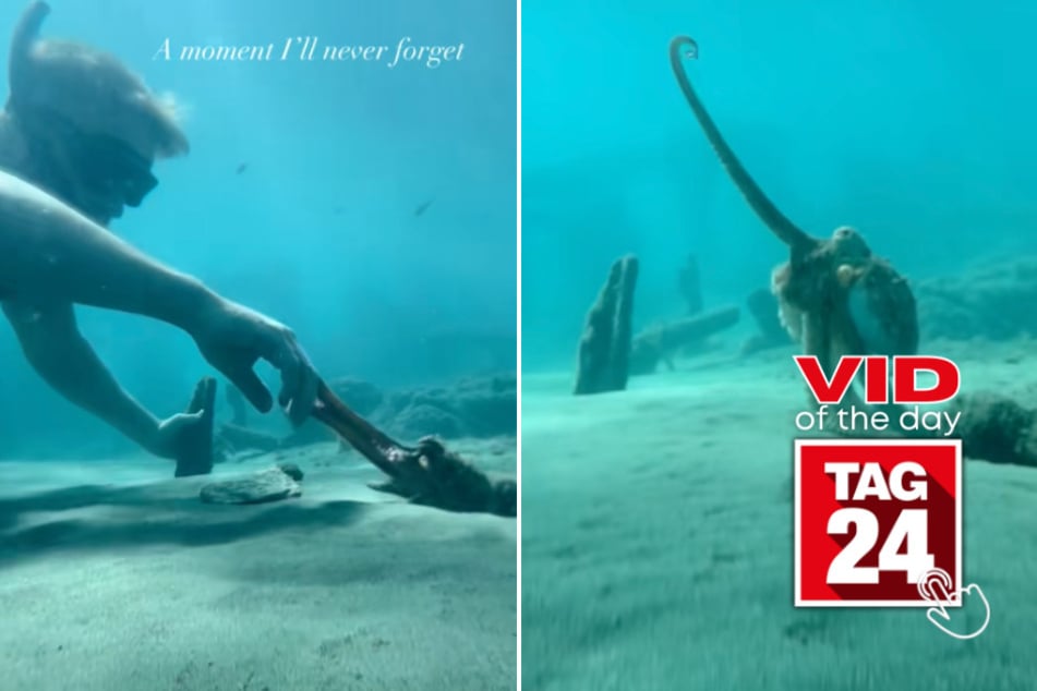 viral videos: Viral Video of the Day for October 22, 2025: Man befriends octopus in heartwarming encounter