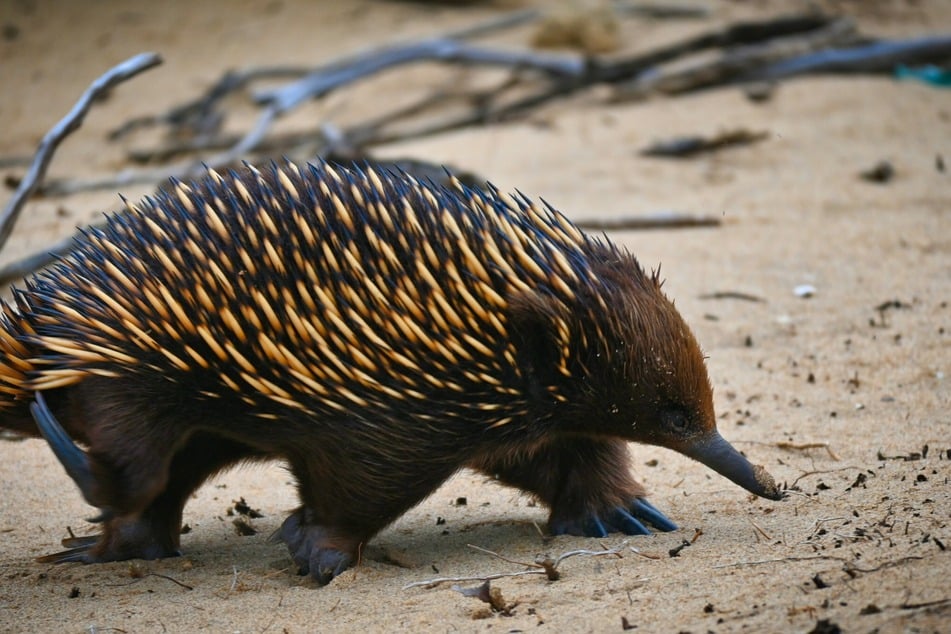 Echidnas have backward-facing hind feet that help them shift mounds of soil when burrowing.