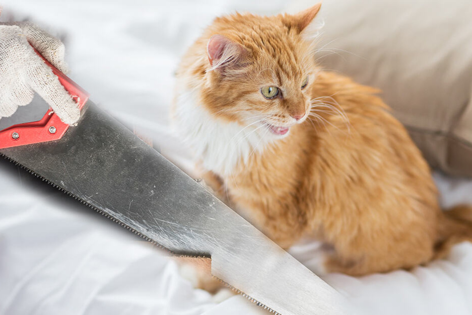 Aus Rache an dem Tod ihrer Katze tötete eine Frau ihren Mitbewohner. (Bildmontage)