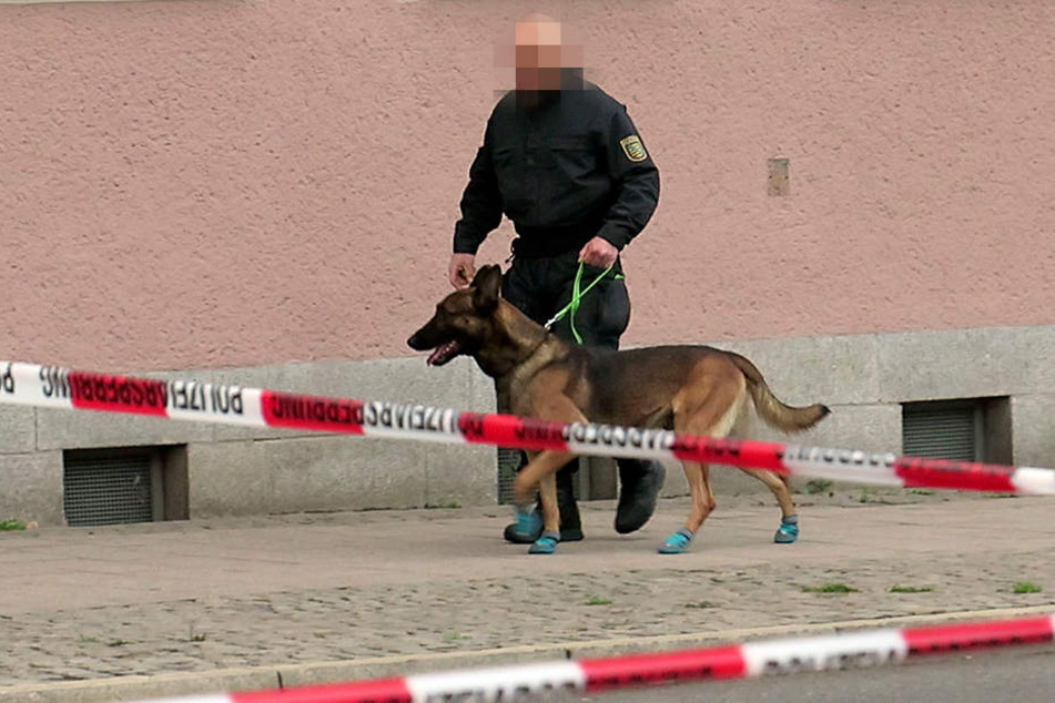 Ein Sprengstoffspürhund auf dem Weg zum Moritzhof.