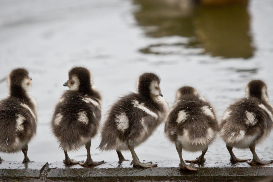 Für die Nilgans-Küken im Brentanobad wird es wohl bald ungemütlich.