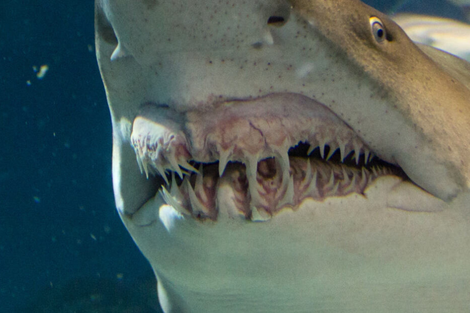 Grusel-Fund: Menschenarme in Hai entdeckt