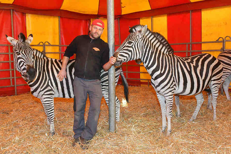Trainer Jiri Berousek (48) und seine verbliebenen Zebras.