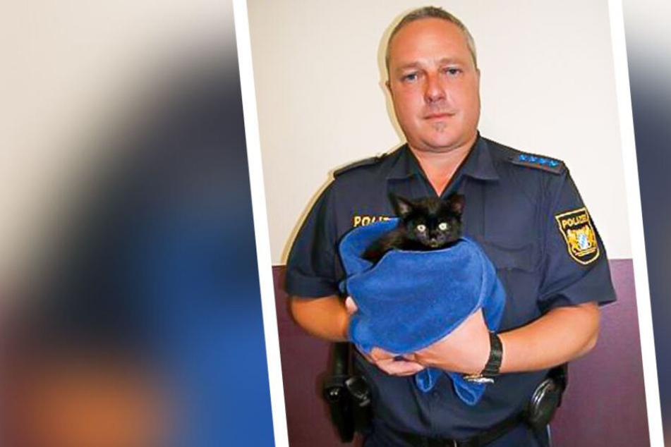 Gerettet vor dem sicheren Tod: Das verletzte Katzenbaby konnte von der Autobahn gerettet werden und wurde sofort medizinisch versorgt.
