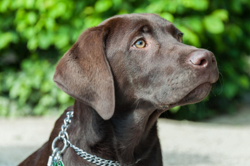 Ein brauner Labrador, wie dieser, fiel der Frau zum Opfer (Symbolbild).