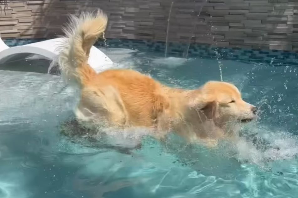 Corgi Ruby erfährt am eigenen Leib, wie es ist, von einem Golden Retriever versenkt zu werden.