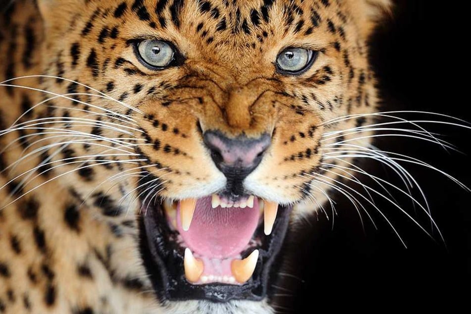 Zwei wehrlose Kinder tötete der Leopard (Symbolbild).