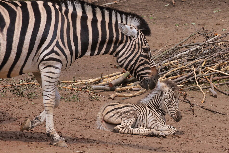 Zebra-Mutter Zyta mit ihrem Fohlen Django.