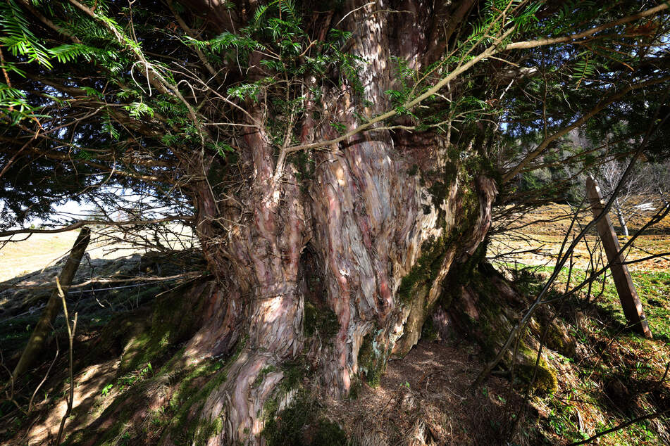 Die Allgäuer Eibe hat einen Stammumfang von 5,10 Metern.