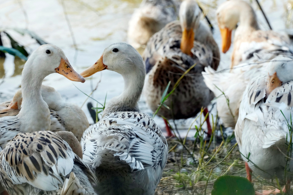 Im Norden Sachsen-Anhalts wurde erneut die Vogelgrippe nachgewiesen. (Symbolbild)