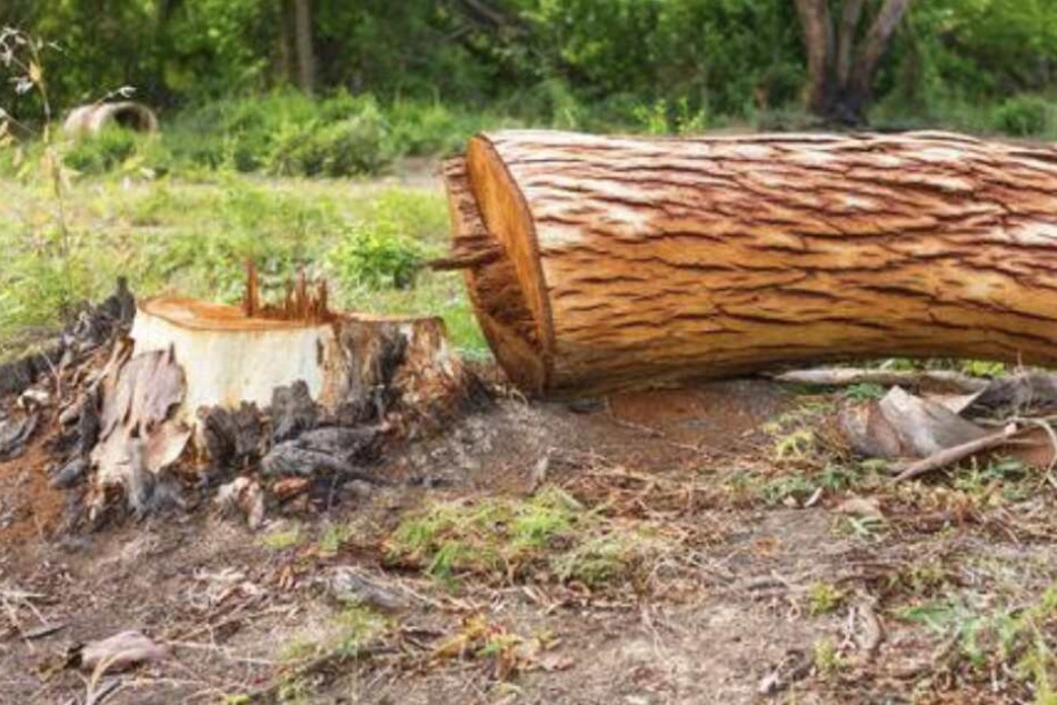 Im Fallen traf der Baum die Ehefrau des 55-Jährigen. (Symbolbild)