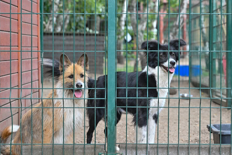 Sächsische Tierheime wünschen sich bessere Unterstützung.
