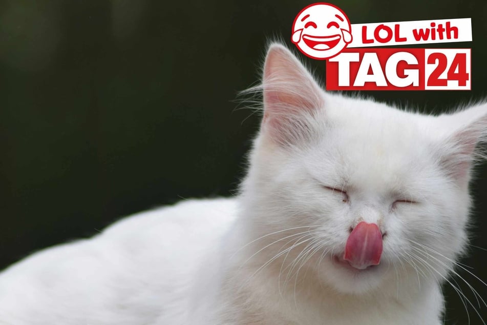 Joke of the Day for May 10, 2025: The best cat jokes for Caturday