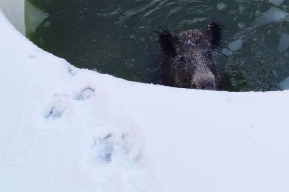 Das Wildschwein war durch die dünne Eisdecke in den Pool gestürzt.