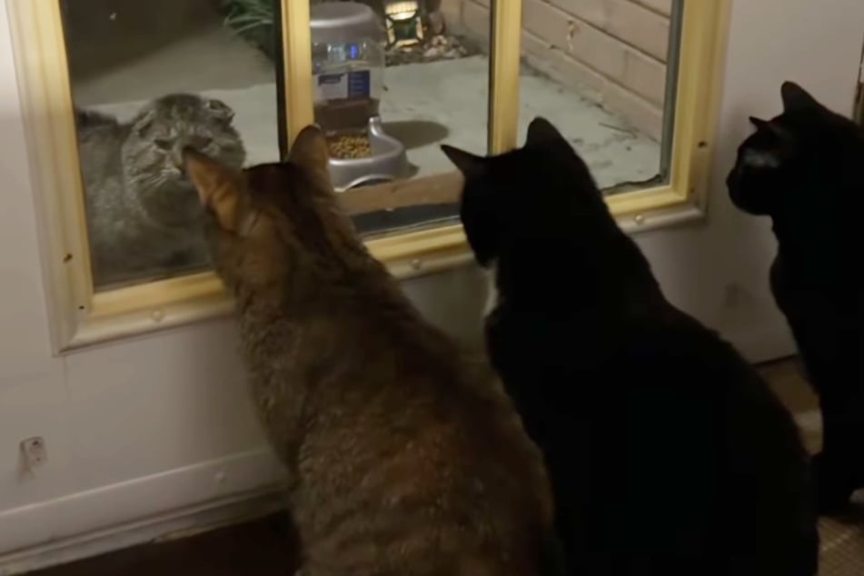 Kater Charles stand vor der Tür. Drinnen saßen Jaclyn Andersens Katzen.
